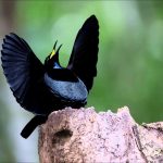 Burung Paradise Perhiasan Hidup Di Rimba Alam Papua Indonesia