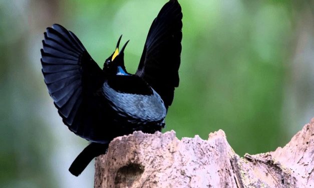 Burung Paradise Perhiasan Hidup Di Rimba Alam Papua Indonesia
