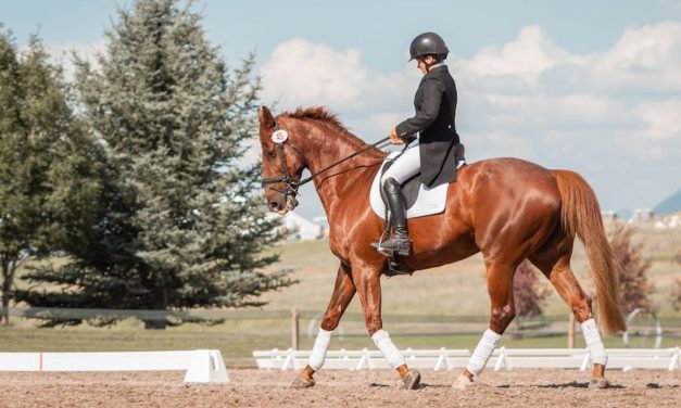 Olahraga Berkuda Kerja Sama Erat Antara Manusia Dan Hewan