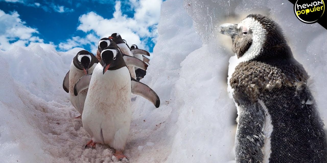 Tingkah Laku Penguin Memiliki Strategi Untuk Bertahan Hidup