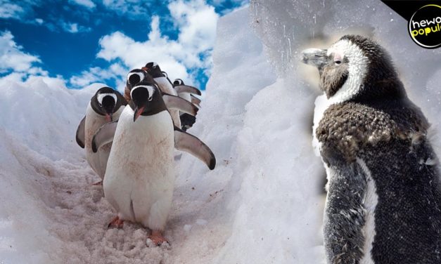 Tingkah Laku Penguin Memiliki Strategi Untuk Bertahan Hidup
