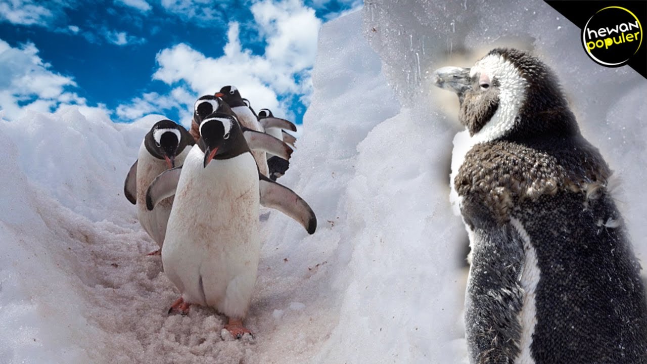 Tingkah Laku Penguin