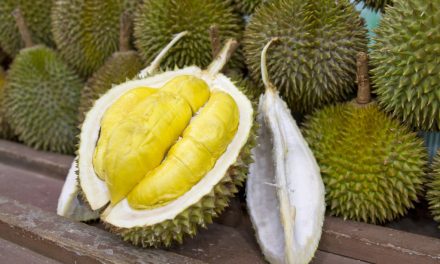 Durian Montong Miliki Rasa Yang Sangat Enak! Yuk Cobain!