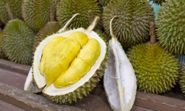Durian Montong Miliki Rasa Yang Sangat Enak! Yuk Cobain!