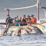 Pantai Lovina Menawarkan Keindahan Alam Yang Menakjubkan
